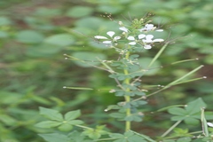 Cleome gynandra